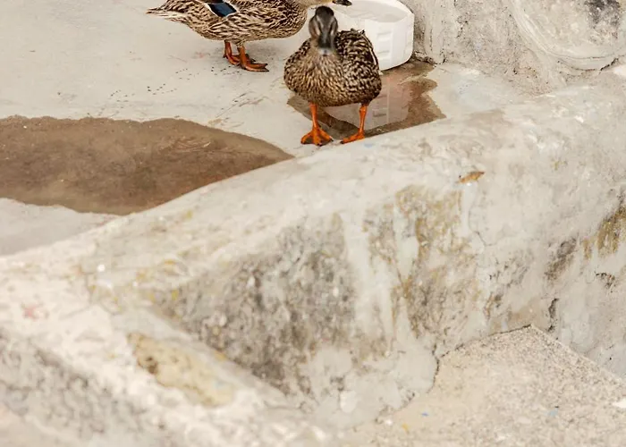 בית נופש Piscaria *